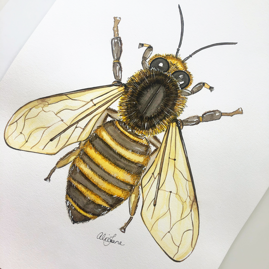 Bee print - Alice Jane Art & Prints